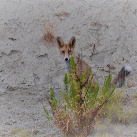 Appartamento La Guarida Rustica Del Zorro Jijona Esterno foto